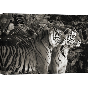 Tableau sur toile. Deux tigres du Bengale, bw