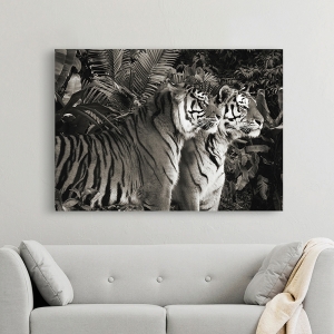 Wall Art Print and Canvas. Two Bengal Tigers (BW)