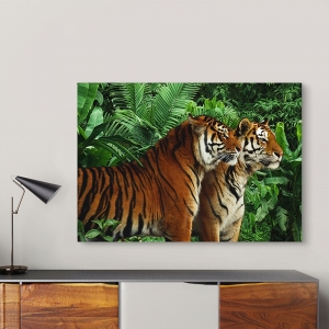 Bilder auf Leinwand. Zwei bengalische Tiger