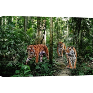 Wall Art Print and Canvas. Bengal Tigers