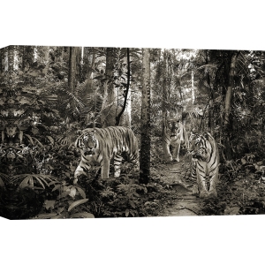 Bilder auf Leinwand. Bengalische Tiger (BW)