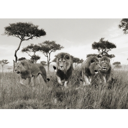Bilder auf Leinwand. Löwen, Masai Mara, Kenya