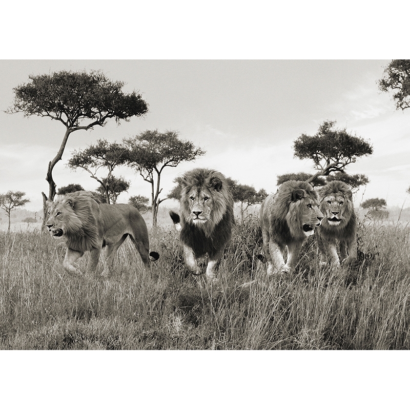 Cuadro de animales en canvas. Leones, Masai Mara, Kenya