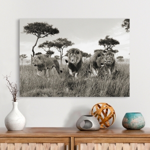 Tableau sur toile. Lion, Masai Mara, Kenya