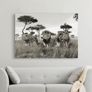Wall Art Print and Canvas. Lion Brothers, Masai Mara, Kenya
