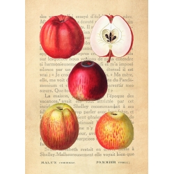 Tableau sur toile et affiches pour la cuisine. Pommes