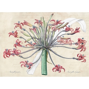 Botanic Wall Art Print and Canvas. Josephine's lily (After Redouté)