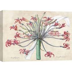 Cuadro botanica en canvas. Lirio de Josephine, despues de Redoute