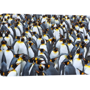Quadro, stampa su tela. Colonia di pinguini reali, Antartide