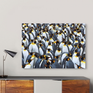 Quadro, stampa su tela. Colonia di pinguini reali, Antartide