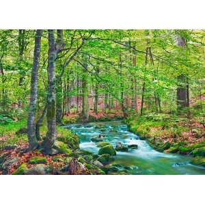 Quadro paesaggio, stampa su tela. Ruscello nella Foresta di faggi