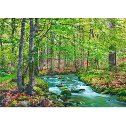 Wall Art Print and Canvas. Stream in a beech forest