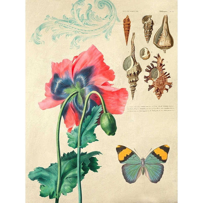 Cuadros vintage botanica y pajaros. Cabinet of Curiosities n. 3