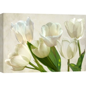 Quadro floreale, stampa su tela. Tulipani bianchi