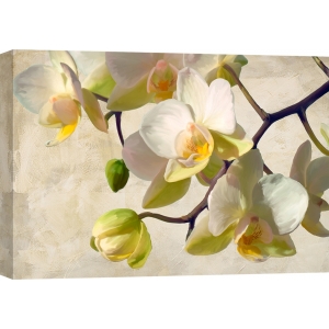 Bilder auf Leinwand Blumen. Luca Villa, Orchidee in der Sonne