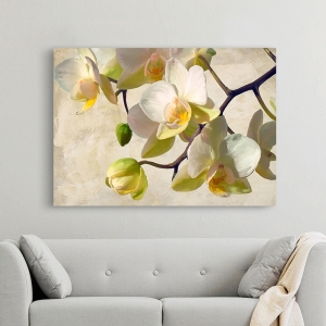 Bilder auf Leinwand Blumen. Luca Villa, Orchidee in der Sonne