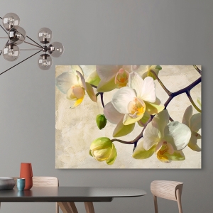 Bilder auf Leinwand Blumen. Luca Villa, Orchidee in der Sonne