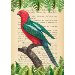 Bilder auf Leinwand. Papagei - The Australian king parrot