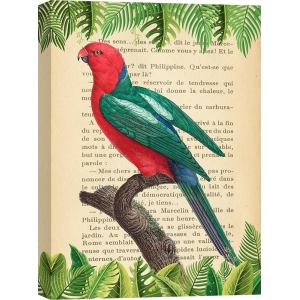 Vintage Wall Art Print and Canvas with Birds. Australian king parrot