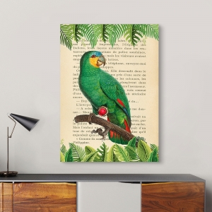 Vintage Wall Art Print and Canvas with Birds. Orange-Winged Parrot