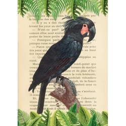 Cuadro en canvas. The Palm Cockatoo, después de Levaillant