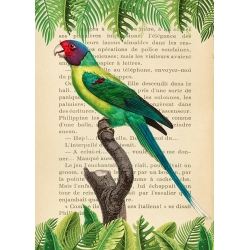 Vintage Wall Art Print and Canvas with Birds. Plum-Headed Parrot