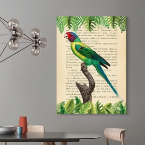 Vintage Wall Art Print and Canvas with Birds. Plum-Headed Parrot