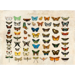 Bilder auf Leinwand. Schmetterlinge der Welt