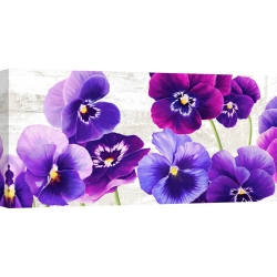 Wall art print and canvas. Jenny Thomlinson, Dance of Pansies