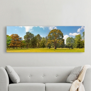 Wall Art Print and Canvas. Trees in a Park