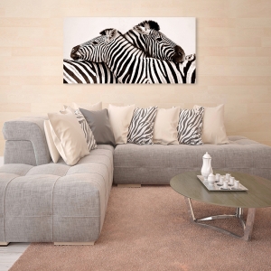 Cuadro animales, fotografía en canvas. Anónimo, Cebras enamoradas