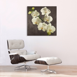 Leinwandbilder und Poster. Orchideen auf grauem Hintergrund I