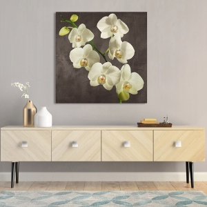 Cuadros en lienzo. Andrea Antinori, Orquídeas en fondo gris I