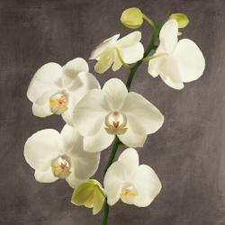Quadro su tela fiori. Orchidee su fondo grigio II
