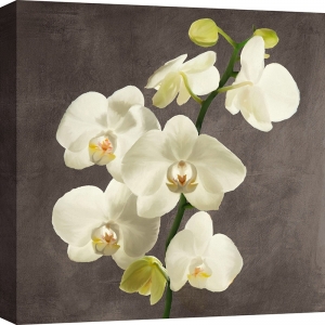 Tableau fleurs modernes. Antinori, Orchidées sur fond gris II