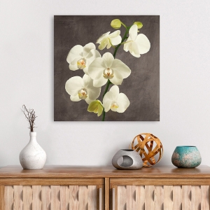 Tableau fleurs modernes. Antinori, Orchidées sur fond gris II