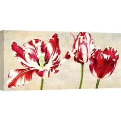 Wall art print and canvas. Luca Villa, Tulipes Royales