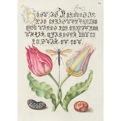 Botanische Poster und Leinwandbilder. Book of Calligraphy, I