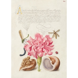 Tableau, affiche botanique. From the Model Book of Calligraphy, V