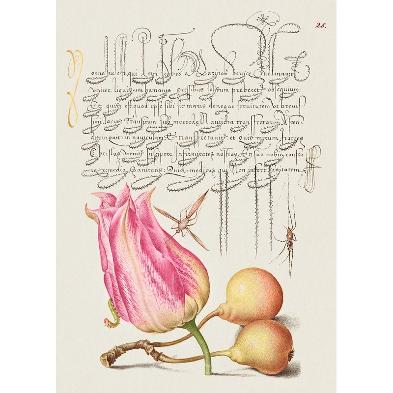 Quadro botanica. Bocskay Hoefnagel, From Book of Calligraphy VII