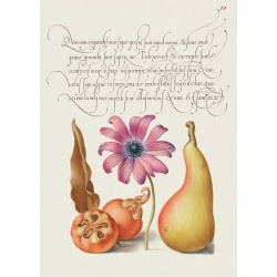 Cuadros botanicos y posters. From the Model Book of Calligraphy, VIII