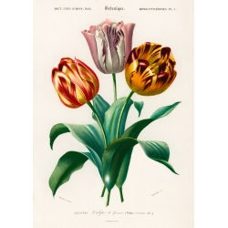 Cuadros botanica. Charles Dessalines D'Orbigny, Didier's Tulip