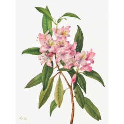 Botanical art print, canvas, poster. Mary Vaux Walcott, Rose