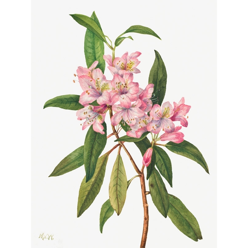 Cuadros botanica. Mary Vaux Walcott, Rose Bay Rhododendron, 1932