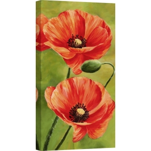 Leinwandbilder mit blumen. Luca Villa, Mohn im Wind 2