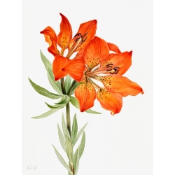 Botanical art print, canvas, poster. Mary Vaux Walcott, Red Lily