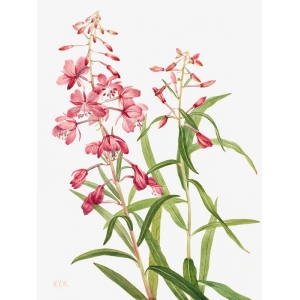Cuadros botanica. Mary Vaux Walcott, Fireweed, 1902