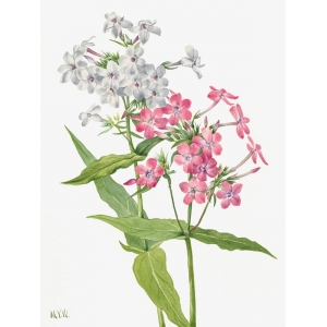Quadro, stampa botanica su tela. Mary Vaux Walcott, Perennial Phlox