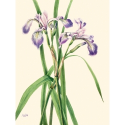 Quadro, stampa botanica su tela. Mary Vaux Walcott, Blueflag Iris