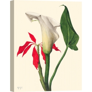 Botanical art print, canvas, poster. Mary Vaux Walcott, Calla Lily